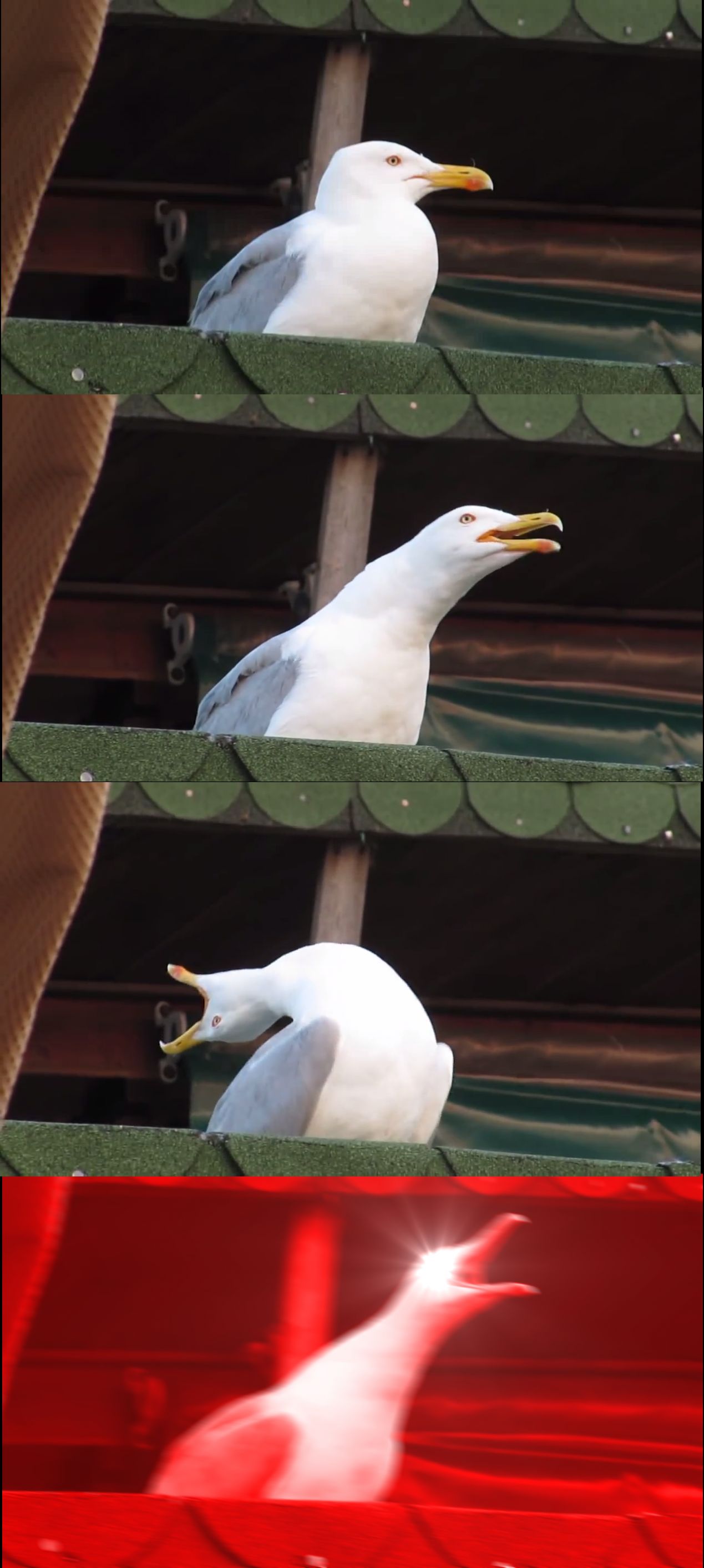 Free Inhaling-Seagull.jpg meme template