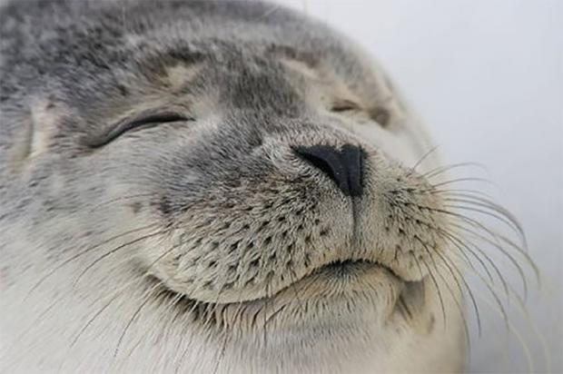Free Satisfied-Seal.jpg meme template